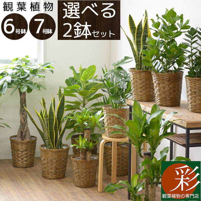 観葉植物 選べる2鉢 セット ユッカ 鉢カバー付 2点で9 480円 送料無料 福袋 お祝い ユッカ パキラ ポトス サンスベリア 人気 アジアン おしゃれ ミニ 開店 オープン 観葉植物 7号 6号 鉢カバー付 セット 大型 おしゃれ インテリア モンステラ 幸福の木 開店祝い 引越し