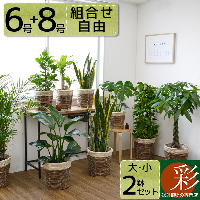 おしゃれ サンスベリア 福袋 選べる2鉢 2点で13 0円 花 観葉植物 観葉植物 サンスベリア インテリア 福袋 彩植健美観葉植物セット 8号 6号 幸福の木 鉢カバー付 大型 開店祝い 送料無料 観葉植物の専門店 モンステラ 2鉢セット パキラ ポトス ツートーン鉢カバー付