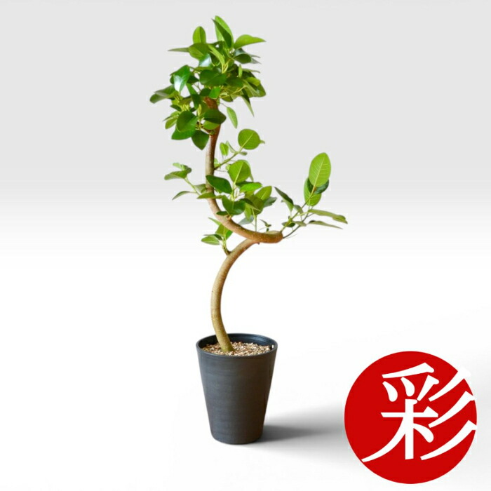 観葉植物 本物 螺旋樹形フランスゴムの木セラアート鉢 5号鉢 インテリア 開店祝い 移転祝い アジアン おしゃれ 引越し祝い ブラック ホワイト セラート鉢 室内 オフィス ギフト プレゼント