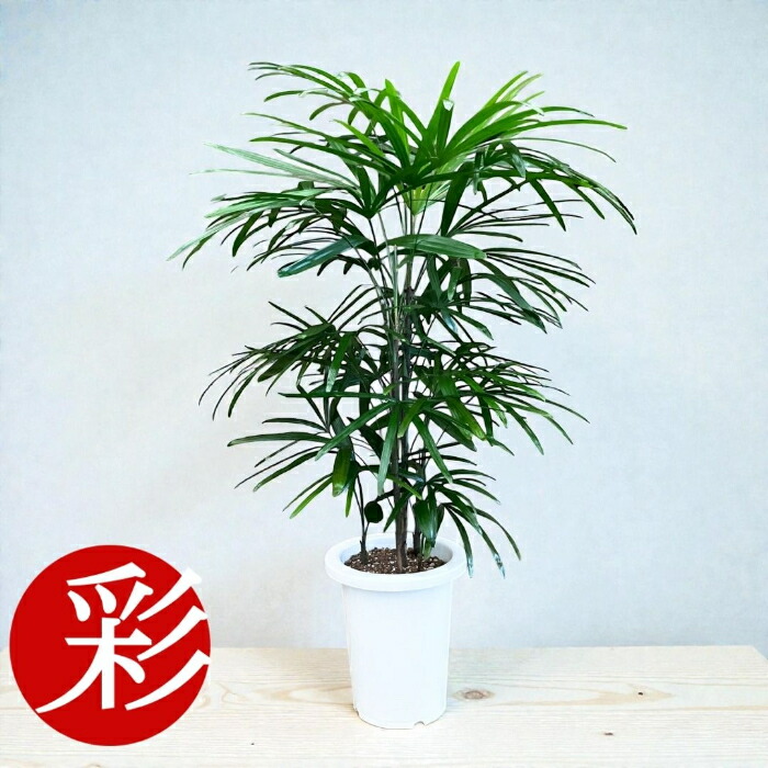 楽天市場】［生産者直送］シュロチク 棕櫚竹 樹高約1.4m 送料無料 庭木