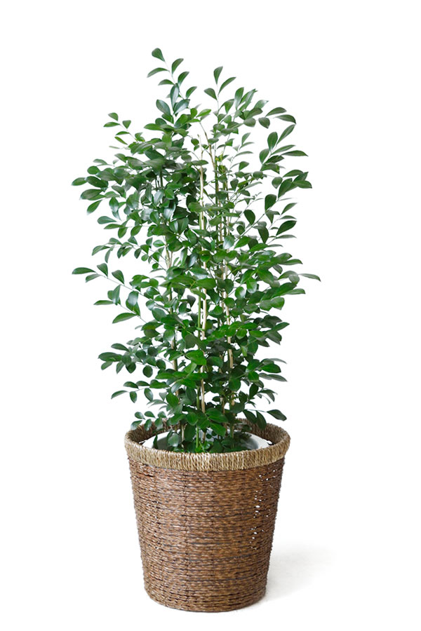 楽天市場 シルクジャスミン 観葉植物 シルクジャスミン ゲッキツ 8号鉢 大型 観葉植物 お祝い 観葉植物の専門店 彩植健美