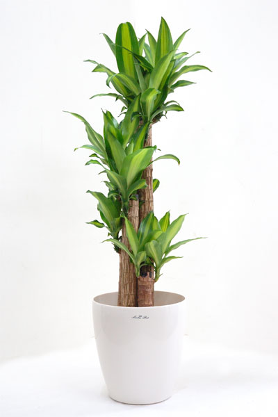 幸せになりますように、観葉植物 ドラセナ・マッサンゲアナ 幸福の木 8号鉢 【インテリア】 観葉植物 大型 開店祝い 引越し祝い
