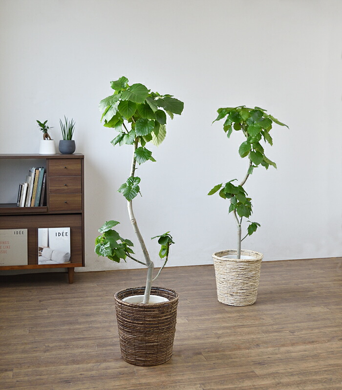 ウンベラータ 観葉植物 フィカス ウンベラータ 折り目樹恰好 8号数頭骨 大型 室内装飾 アジアン 御洒落 引越す祭礼 開店祝い 建設祝い 式 観葉植物 フィカス属 Marchesoni Com Br