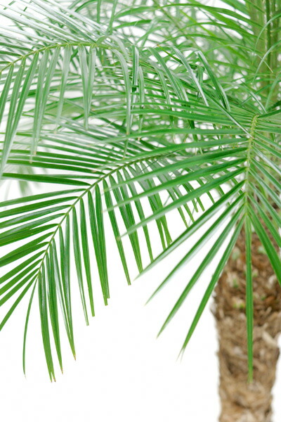 観葉植物 大きめフェニックス 観葉植物 ロベレニー ロベレニー ヤシの木 10号鉢 大型観葉植物 インテリア 引越し祝い 観葉植物 大型観葉植物 ヤシの木 観葉植物の専門店 彩植健美ヤシの木といえばやっぱりこれでしょ 贈答 お祝い 事業所様 店舗様ギフトに アジアン 観葉植物 大きめフェニックス 観葉植物 ロベレニー ロベレニー ヤシの木 10号鉢 大型観葉植物 インテリア 引越し祝い 観葉植物 大型観葉植物 ヤシの木 観葉植物の専門店 彩植健美ヤシの木といえばやっぱりこれでしょ 贈答 お祝い 事業所様 店舗様ギフトに アジアン