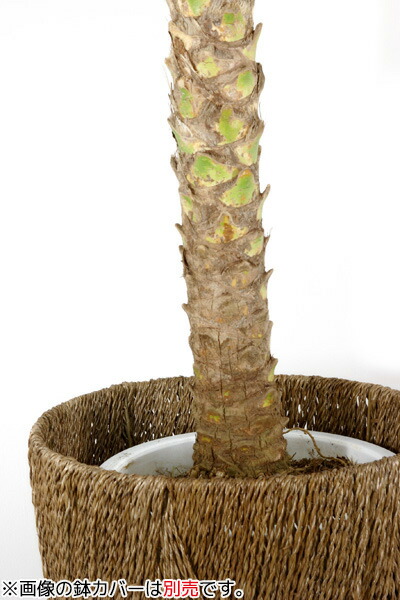 観葉植物 大きめフェニックス 観葉植物 ロベレニー ロベレニー ヤシの木 10号鉢 大型観葉植物 インテリア 引越し祝い 観葉植物 大型観葉植物 ヤシの木 観葉植物の専門店 彩植健美ヤシの木といえばやっぱりこれでしょ 贈答 お祝い 事業所様 店舗様ギフトに アジアン 観葉植物 大きめフェニックス 観葉植物 ロベレニー ロベレニー ヤシの木 10号鉢 大型観葉植物 インテリア 引越し祝い 観葉植物 大型観葉植物 ヤシの木 観葉植物の専門店 彩植健美ヤシの木といえばやっぱりこれでしょ 贈答 お祝い 事業所様 店舗様ギフトに アジアン