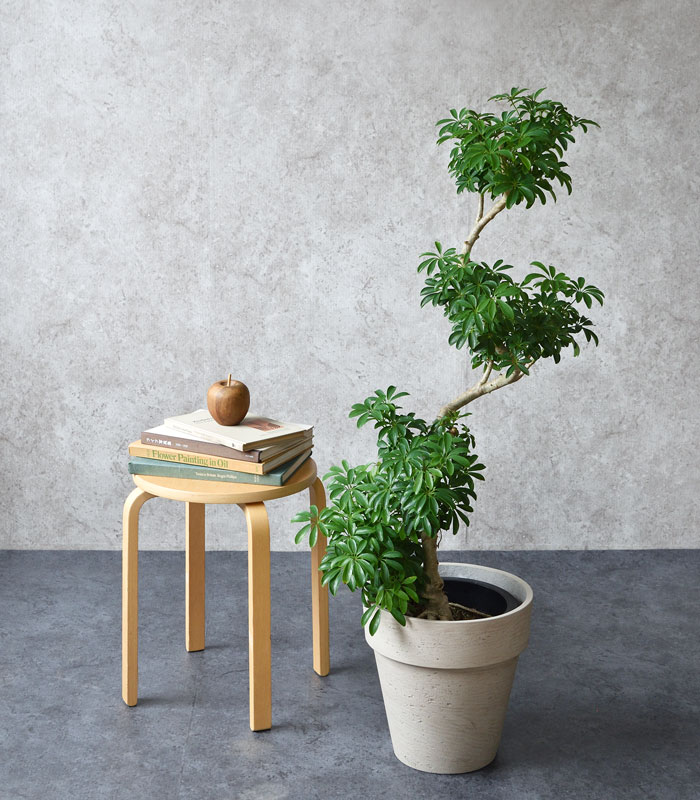 楽天市場 シェフレラコンパクター 曲がり樹形 8号鉢 大型 観葉植物 南国 おしゃれ インテリア 開店祝い お祝い 新築祝い 観葉植物の専門店 彩植健美 楽天市場 シェフレラコンパクター 曲がり樹形 8号鉢 大型 観葉植物 南国 おしゃれ インテリア 開店祝い お祝い 新築祝い 観葉植物の専門店 彩植健美