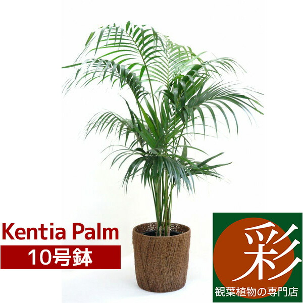 フェニックス・ロベレニー ヤシの木 木製鉢付き 観葉植物 ※引き取り限定 楽天市場】【土日限定ポイント2倍】観葉植物 ヤシの木 フェニックス