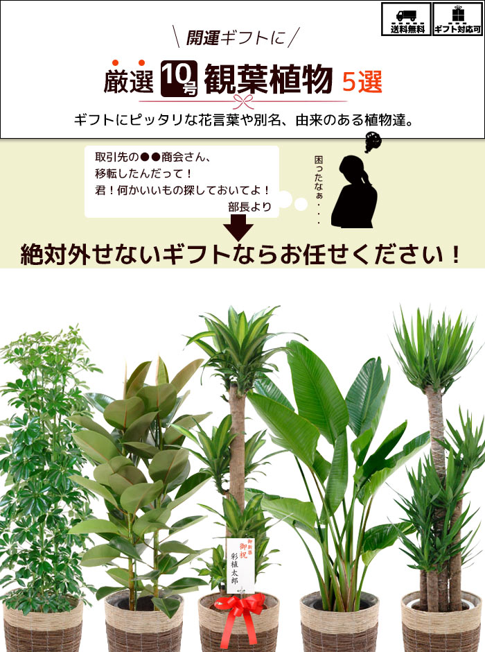 観葉植物 5種類の樹種から選べる 10号 鉢カバー付セット 幸福の木 ストレリチア オーガスタ ユッカ エレファンティペス ホンコンカポック フィカスロブスター インテリア おしゃれ 開店祝い 大型 ゴムの木 父の日 Napierprison Com