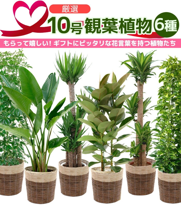 観葉植物 6種類の樹種から選べる 10号 鉢カバー付セット 幸福の木 ストレリチア オーガスタ ユッカ 100 安い エレファンティペス ホンコンカポック フィカスロブスター ポトスタワー仕立て インテリア ギフト 移転祝い おしゃれ プレゼント 開店祝い ゴムの木 大型 室内