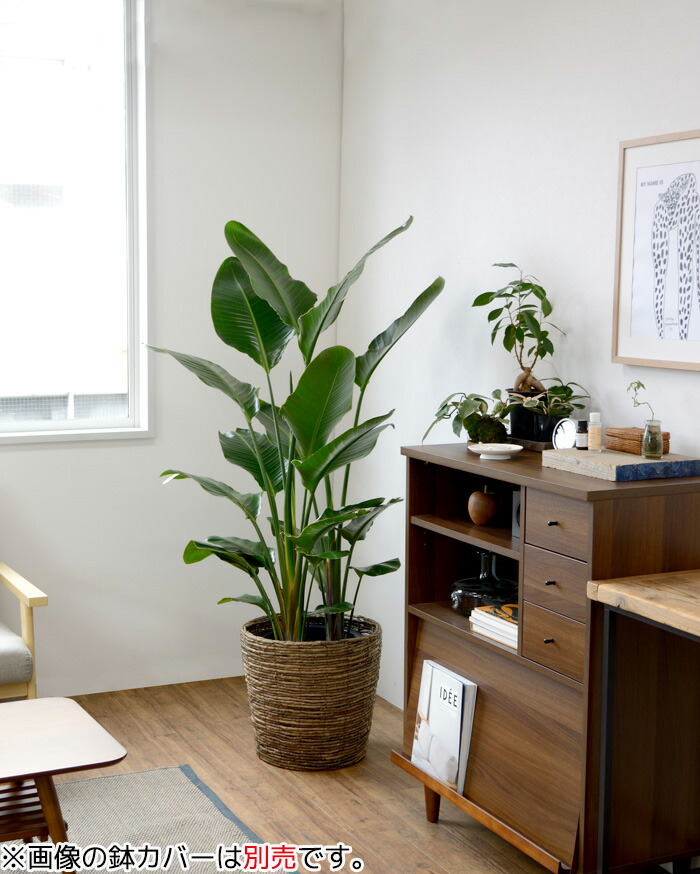 観葉植物 おしゃれ花 ガーデン Diy おしゃれ オーガスタ 観葉植物 ストレリチア 10号 大型 開店祝い インテリア
