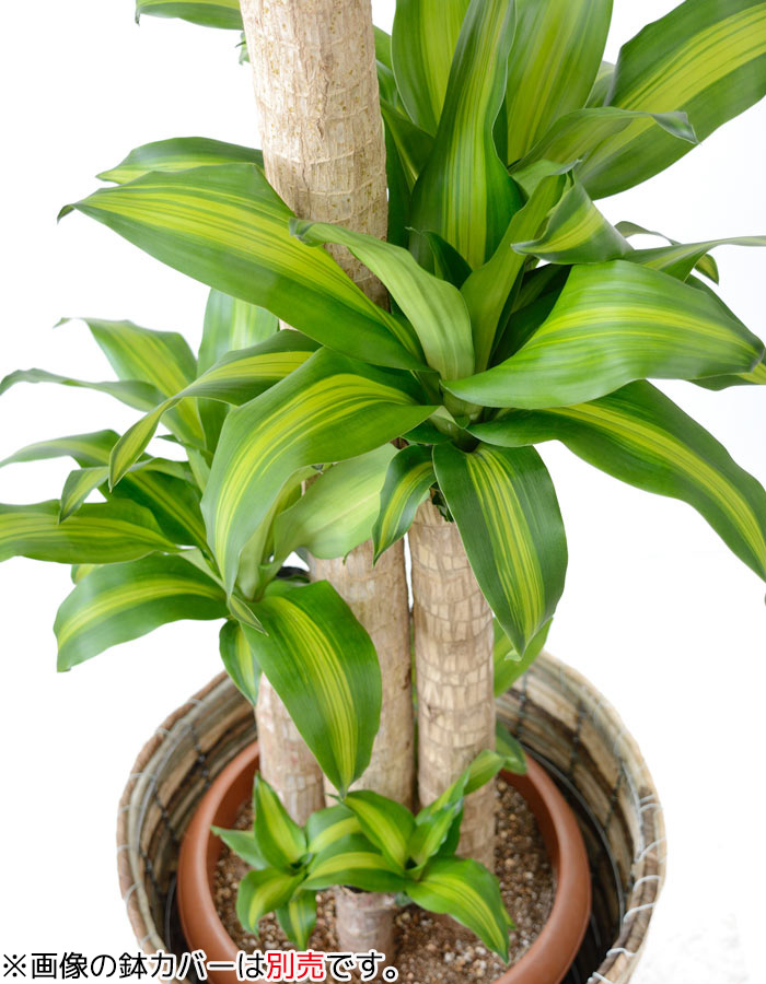 幸福の高木 観葉植物 幸福の木 10号されこうべ 祝宴 大型 具足 観葉植物 ドラセナ特集 Marchesoni Com Br