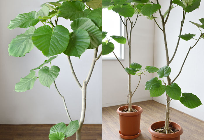 10日01:59までポイント3倍】観葉植物 大型 ウンベラータ 10号鉢 本物