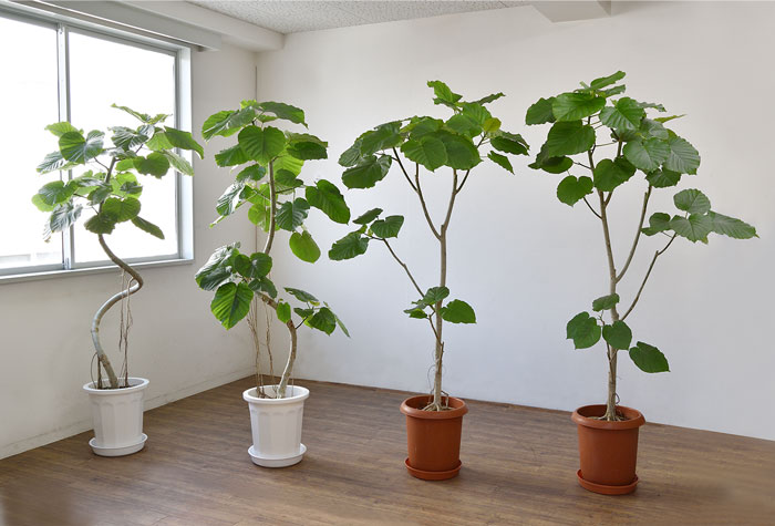 30日までP2倍＋500円引クーポン配布中】観葉植物 大型