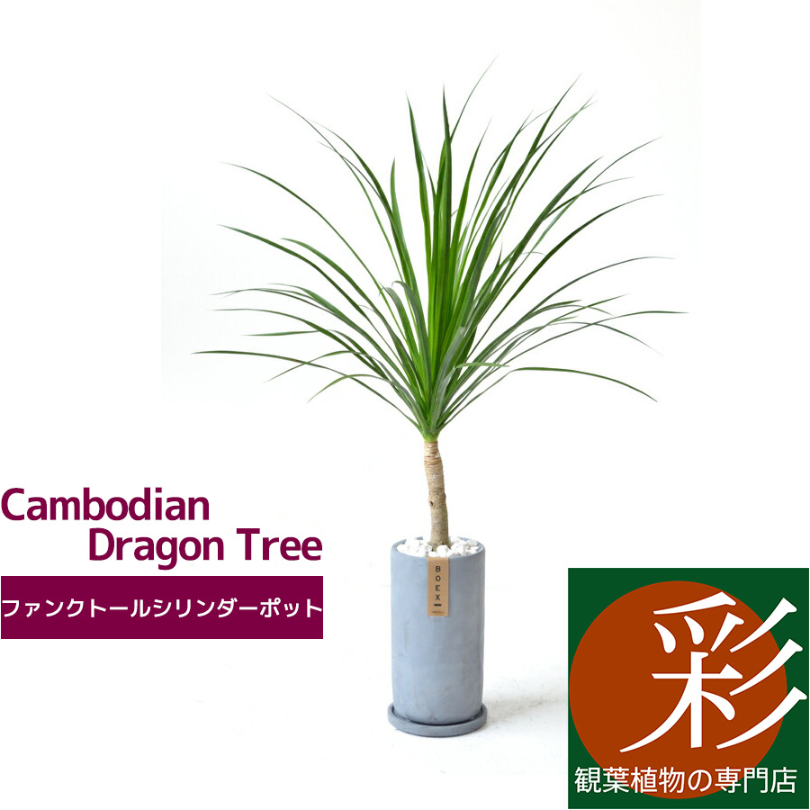 楽天市場 希少 レア 観葉植物 ドラセナ カンボジアーナ おしゃれなコンクリート トールシリンダーポット 花言葉 幸福 グレー 大型 インテリア 開店祝い お祝い 新築祝い 父の日 観葉植物の専門店 彩植健美