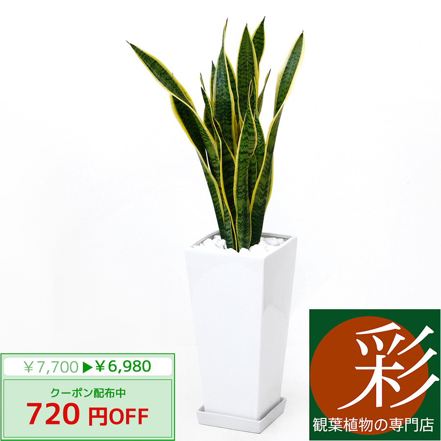 楽天市場 限定クーポン配布中 観葉植物 サンスベリア ローレンティ スクエア白陶器 送料無料 開店祝い お祝い 大型 インテリア アジアン 観葉植物 観葉植物の専門店 彩植健美