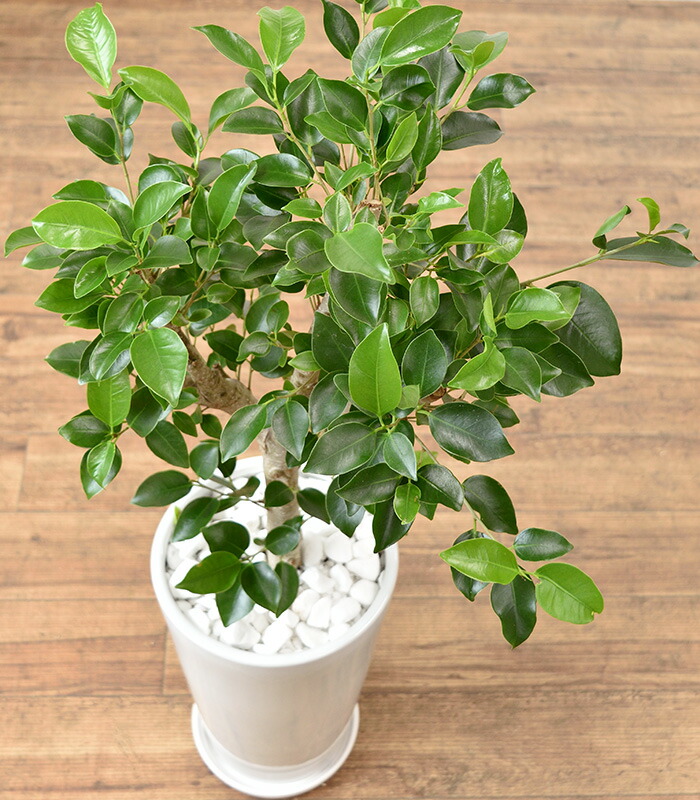 観葉植物 ガジュマル シャイニーホワイト ラウンドポット 白陶器入り インテリア 新築祝い 開店祝い 大型 おしゃれ フィカス属 ガジュマル特集 父の日 Cooltonindia Com