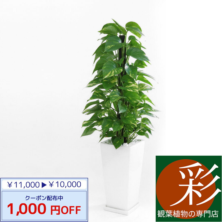 白 陶器 インテリア 限定クーポン配布中 観葉植物 大型 開店祝い 限定クーポン配布中 観葉植物 観葉植物 観葉植物の専門店 観葉植物花 ガーデン Diy 新築祝い 花 観葉植物 ポトス ヘゴ仕立て スクエア 彩植健美送料無料 贈答 事業所様 店舗様ギフトに アジアン 白 陶器 インテリア 限定クーポン配布中 観葉植物 大型 開店祝い 限定クーポン配布中 観葉植物 観葉植物 観葉植物の専門店 観葉植物花 ガーデン Diy 新築祝い 花 観葉植物 ポトス ヘゴ仕立て スクエア 彩植健美送料無料 贈答 事業所様 店舗様ギフトに アジアン