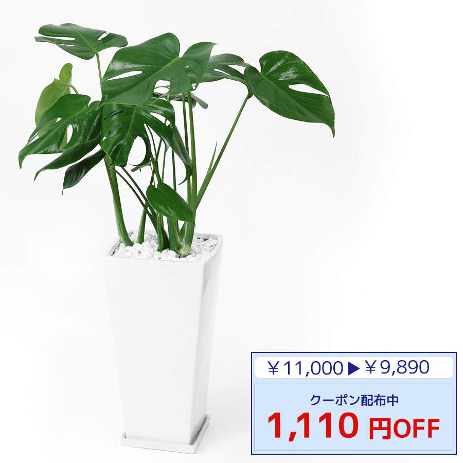インテリア 花 観葉植物 観葉植物 モンステラ スクエア白陶器 大型 開店祝い 限定クーポン配布中 ヒメ 観葉植物 モンステラ 観葉植物の専門店 モンステラ 引越し祝い 観葉植物 開店祝い 彩植健美送料無料 アジアン おしゃれ 新築祝い お祝い