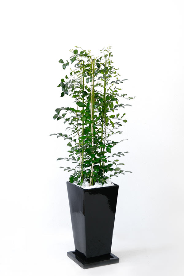 観葉植物 ゲッキツ シルクジャスミン 選べる3色 スクエア陶器 インテリア アジアン おしゃれ 引越し祝い 開店祝い 新築祝い お祝い 観葉植物 大型 Prescriptionpillsonline Is