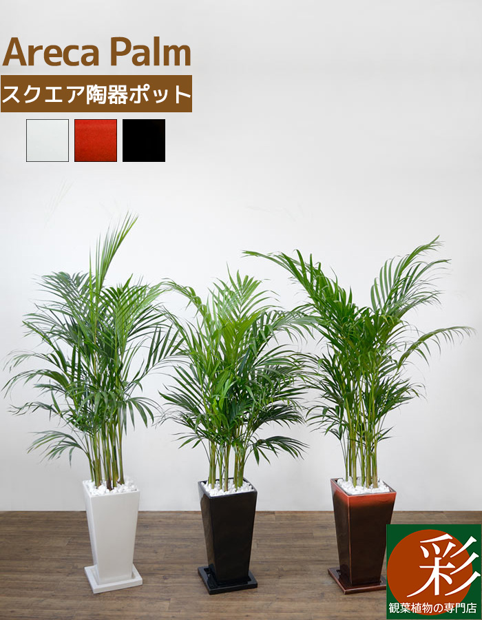 楽天市場 観葉植物 アレカヤシ 選べる3色 スクエア陶器 インテリア アジアン おしゃれ 引越し祝い 開店祝い 新築祝い お祝い 観葉植物 大型 観葉植物の専門店 彩植健美