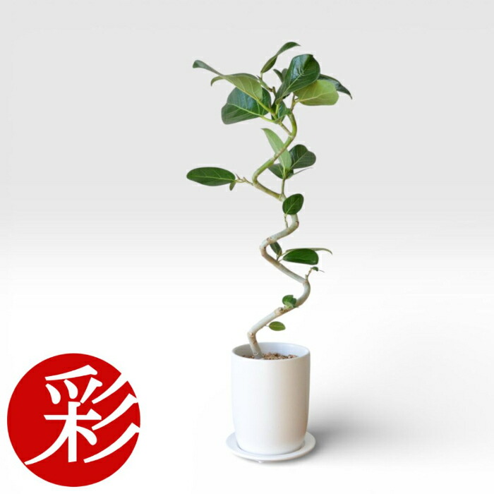 【10日01:59までポイント3倍】観葉植物 テーブルサイズ 観葉植物 フィカスベンガレンシスマットホワイト ショートポット 希少 本物 ZZプラント 観葉植物 卓上 インテリア お祝い 開店祝い 移転祝い 新築祝い ギフト プレゼント ベンガルボダイジュ