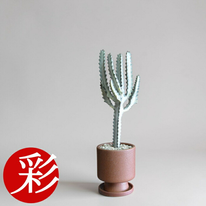 【10日01:59までポイント3倍】観葉植物 小さい ミニ 観葉植物 ユーフォルビアホワイトゴースト 釉薬陶器入り 希少 本物 観葉植物 卓上 インテリア お祝い 開店祝い 移転祝い 新築祝い ギフト プレゼント