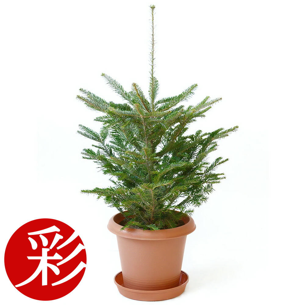 楽天市場】本物のもみの木 モミノキ モミの木 鉢植え 7号鉢 樹高1.0m