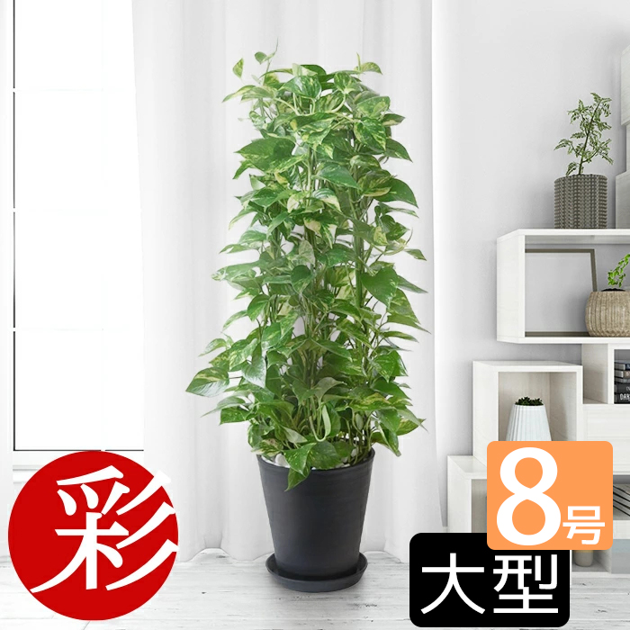 【17日09:59までP2倍+最大5%引クーポン配布中】観葉植物 選べる 8号鉢 本物 セラアート鉢 大型 ポトスタワー パキラ シルクジャスミン ポトス アレカヤシ ガジュマルの木 ゲッキツ サンスベリア ウンベラータ ブラック ホワイト セラート鉢 ギフト プレゼント 母の日