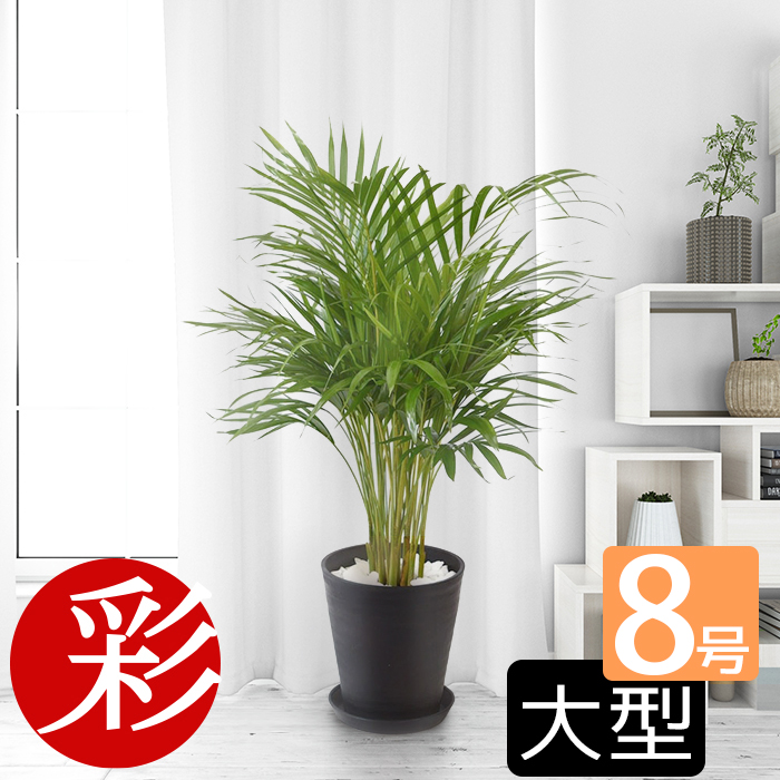 楽天市場】観葉植物アレカヤシ ヤシの木 10号 選べる鉢カバー付き 送料