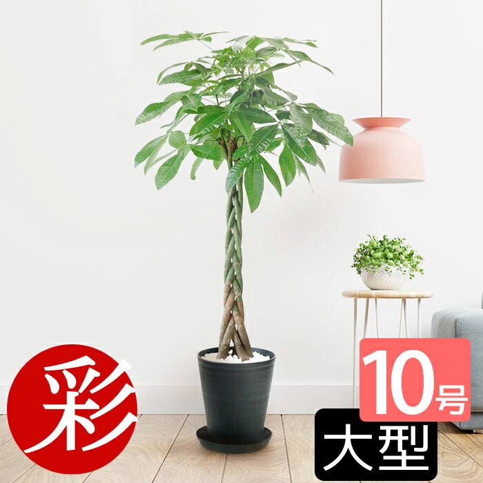 cr100005_tmba.jpg cr100005_tmba.jpg
