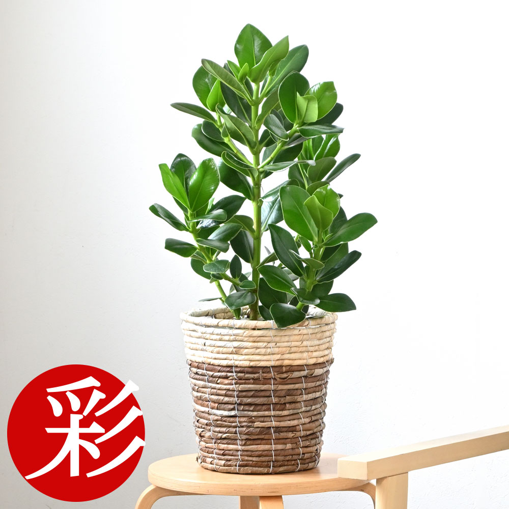 楽天市場】【27日01:59までポイント2倍】観葉植物 アレカヤシ 6号鉢