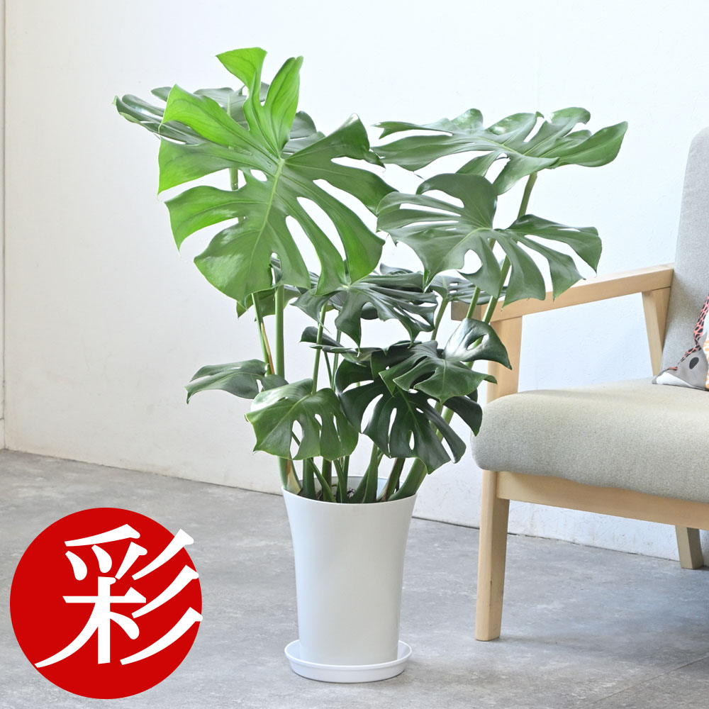 モンステラ 観葉植物 本物 大型 7号鉢 (レギュラーサイズ) 鉢カバーオプション 観葉植物 モンステラ・デリシオサ お祝い 開店祝い 移転祝い 新築祝い 室内 オフィス ギフト プレゼント 観葉植物 モンステラ レギュラー