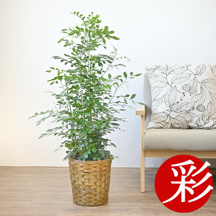 楽天市場 シルクジャスミン 観葉植物 シルクジャスミン ゲッキツ 8号鉢 大型 観葉植物 お祝い 室内 オフィス ギフト プレゼント 観葉植物の専門店 彩植健美 楽天市場 シルクジャスミン 観葉植物 シルクジャスミン ゲッキツ 8号鉢 大型 観葉植物 お祝い 室内 オフィス ギフト プレゼント 観葉植物の専門店 彩植健美