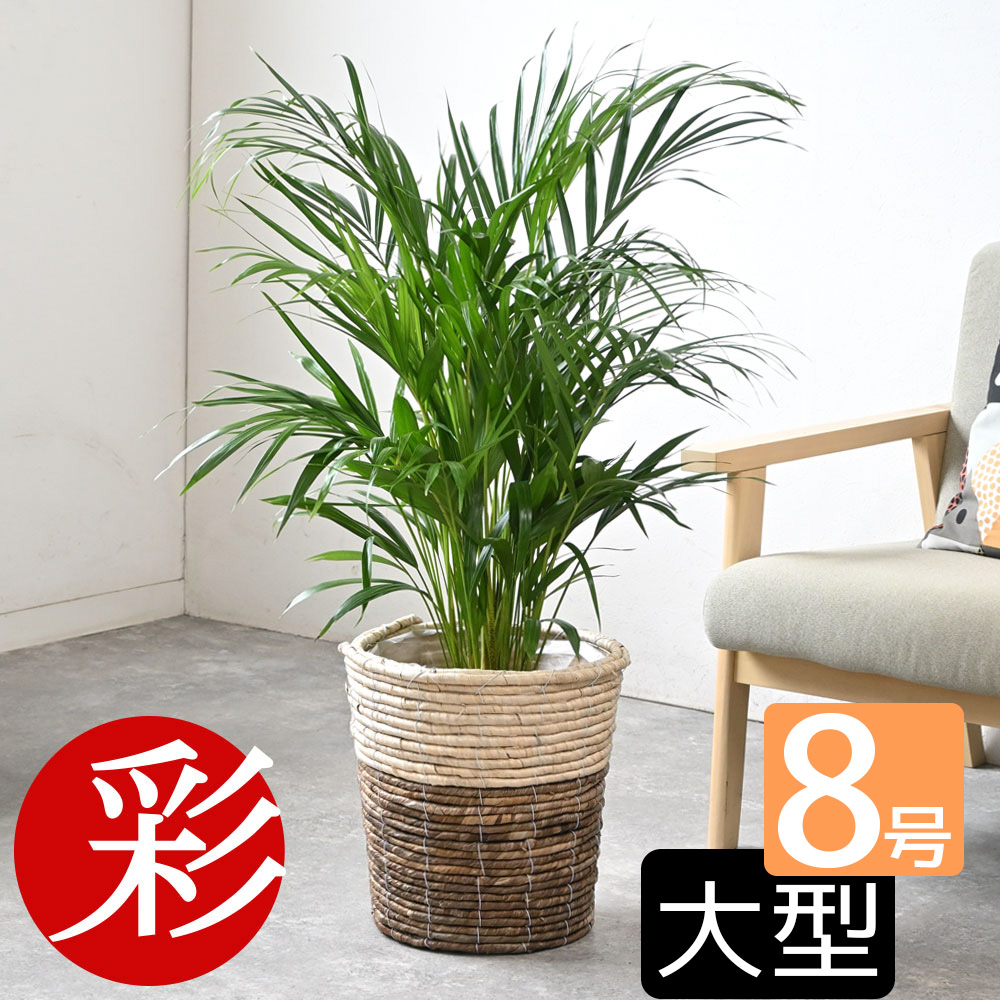 楽天市場】観葉植物アレカヤシ ヤシの木 10号 鉢カバー付 送料無料