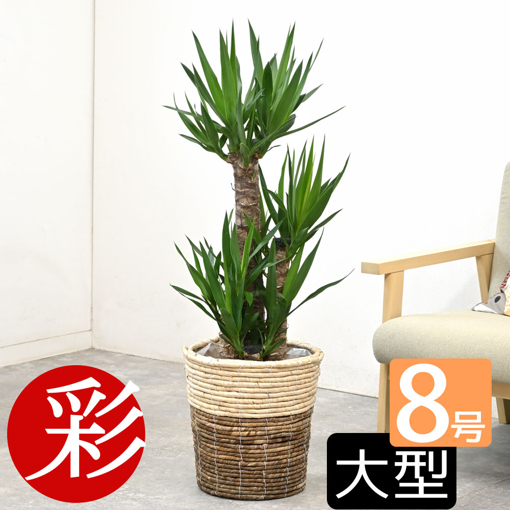 楽天市場】【8日まで5%OFFクーポン配布中】サンスベリア 観葉植物