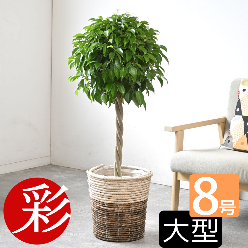 ［現品］17番　フィカス　ベンジャミン　8号　観葉植物　大型　室内　お祝い 観葉植物 フィカス ベンジャミン 8号 玉造りラッシュバスケット