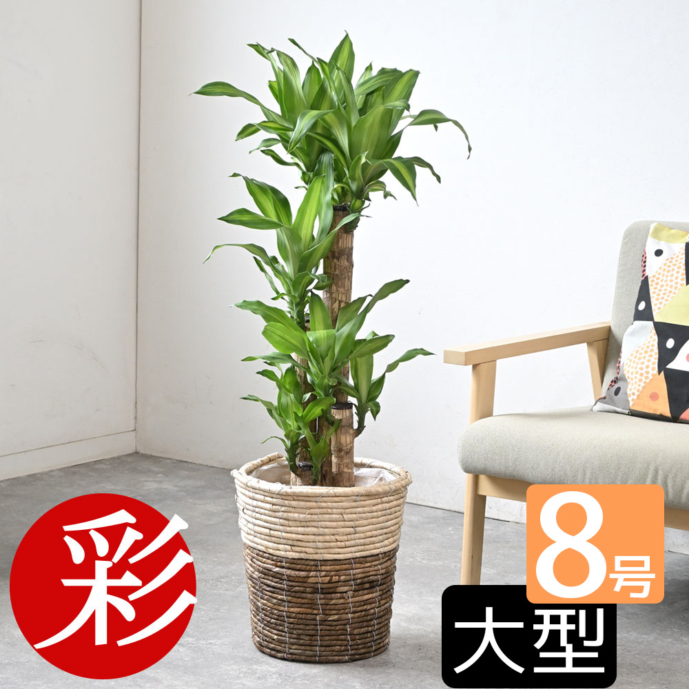 Ririka0101ページ ドラセナ f マッサンゲアーナ 大 Ririka0101ページ ドラセナ f マッサンゲアーナ 大 ドラセナ