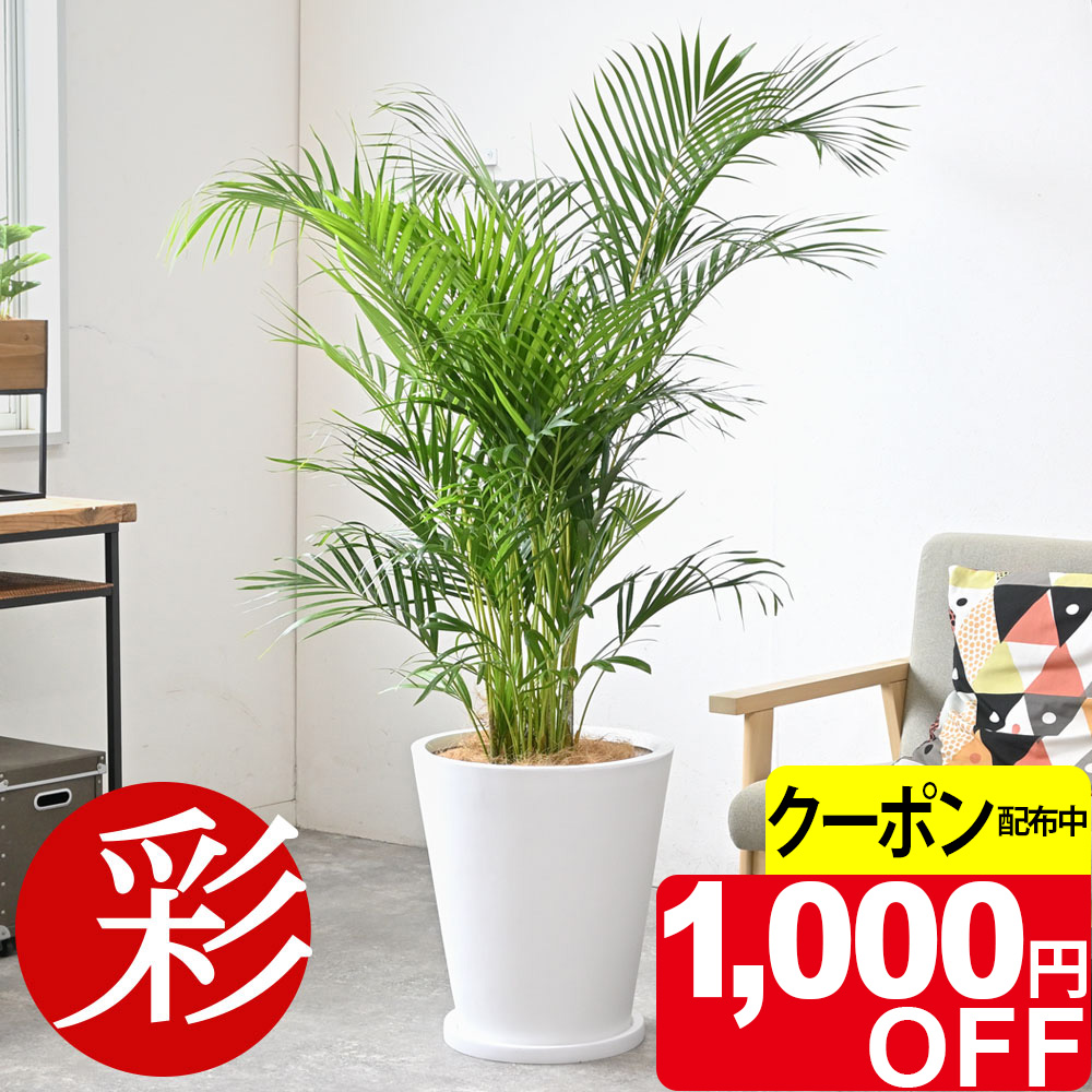 観葉植物　超大型アレカヤシ　高さ２６０センチ　直接引取り歓迎　久喜市　配送可 km100005-fc_tmb_cp.jpg