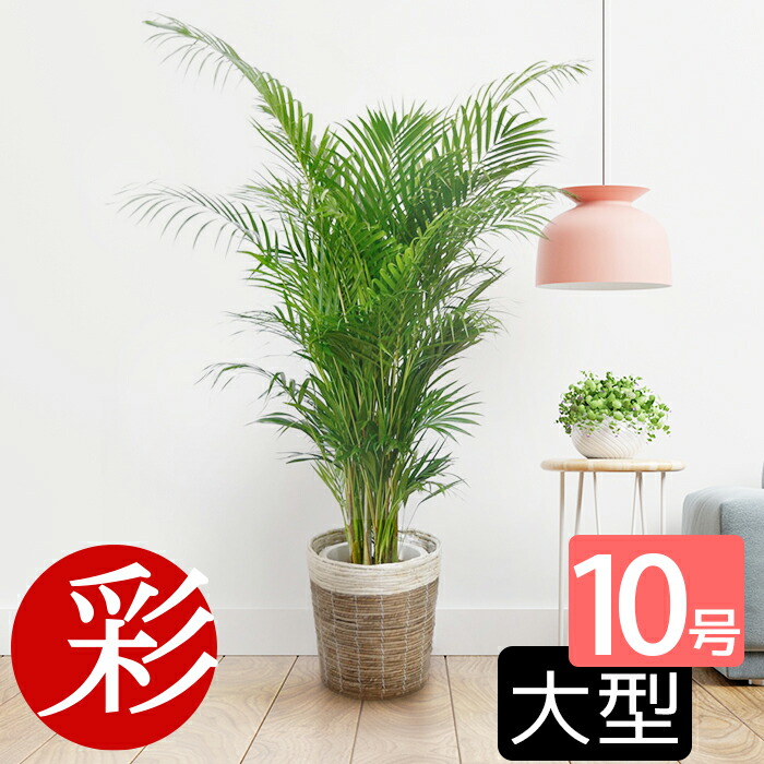 洗濯機可 高性チャメドレア 観葉植物 黒色鉢カバー付 ヤシの木 日陰や寒さに強い ヤシの木 やしの木 インテリア 