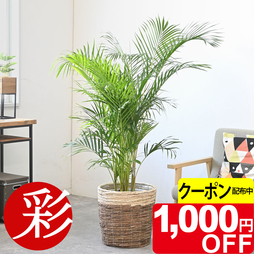 ［現品］1番　アレカヤシ　8号　観葉植物　大型　室内　プラ鉢　おしゃれ　ヤシ 観葉植物 アレカヤシ 8号 プラスチック鉢 | 観葉植物なら