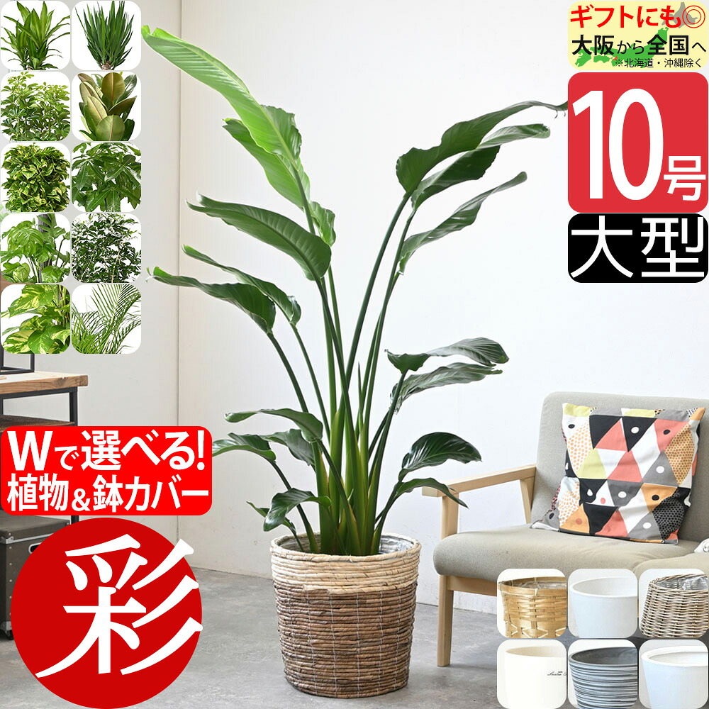 【26日01:59まで最大7%引クーポン配布中】観葉植物 本物 大型 選べる 10号鉢 鉢カバー付き オーガスタ フィカス 幸福の木 ユッカ ホンコンカポック ロブスター ゴムの木 ポトス タワー/ヘゴ仕立て パキラ マングーカズラ ゲッキツ アレカヤシ ストレリチア 花|観葉植物の専門店 彩植健美