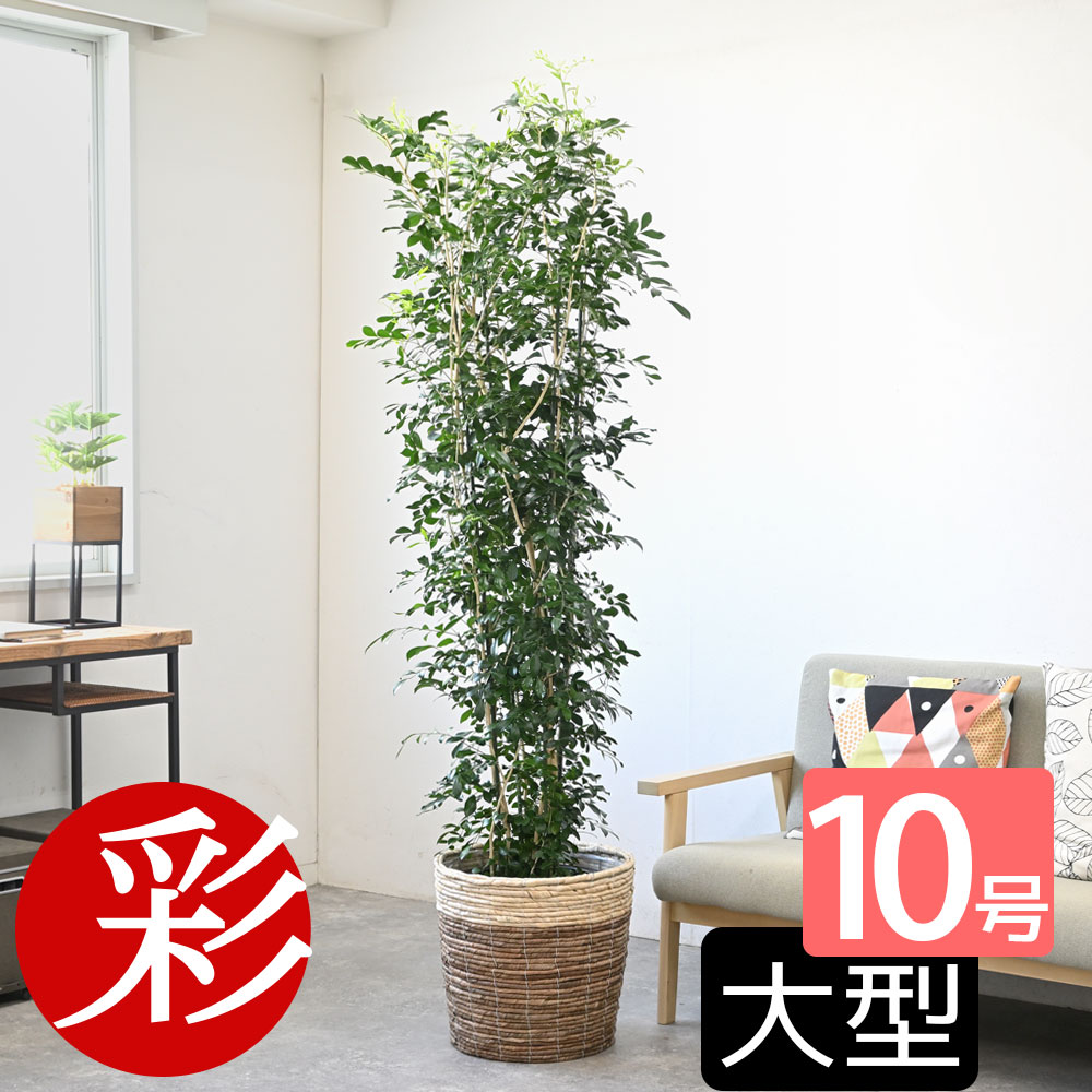 【26日01:59まで最大7%引クーポン配布中】シルクジャスミン 観葉植物 ゲッキツ 10号鉢 選べる鉢カバー付き 観葉植物 ゲッキツ(シルクジャスミン) 本物 大型 インテリア お祝い 開店祝い 移転祝い 新築祝い 引越し祝い プレゼント グリーン シルクジャスミンの木 観葉植物｜観葉植物の専門店 彩植健美
