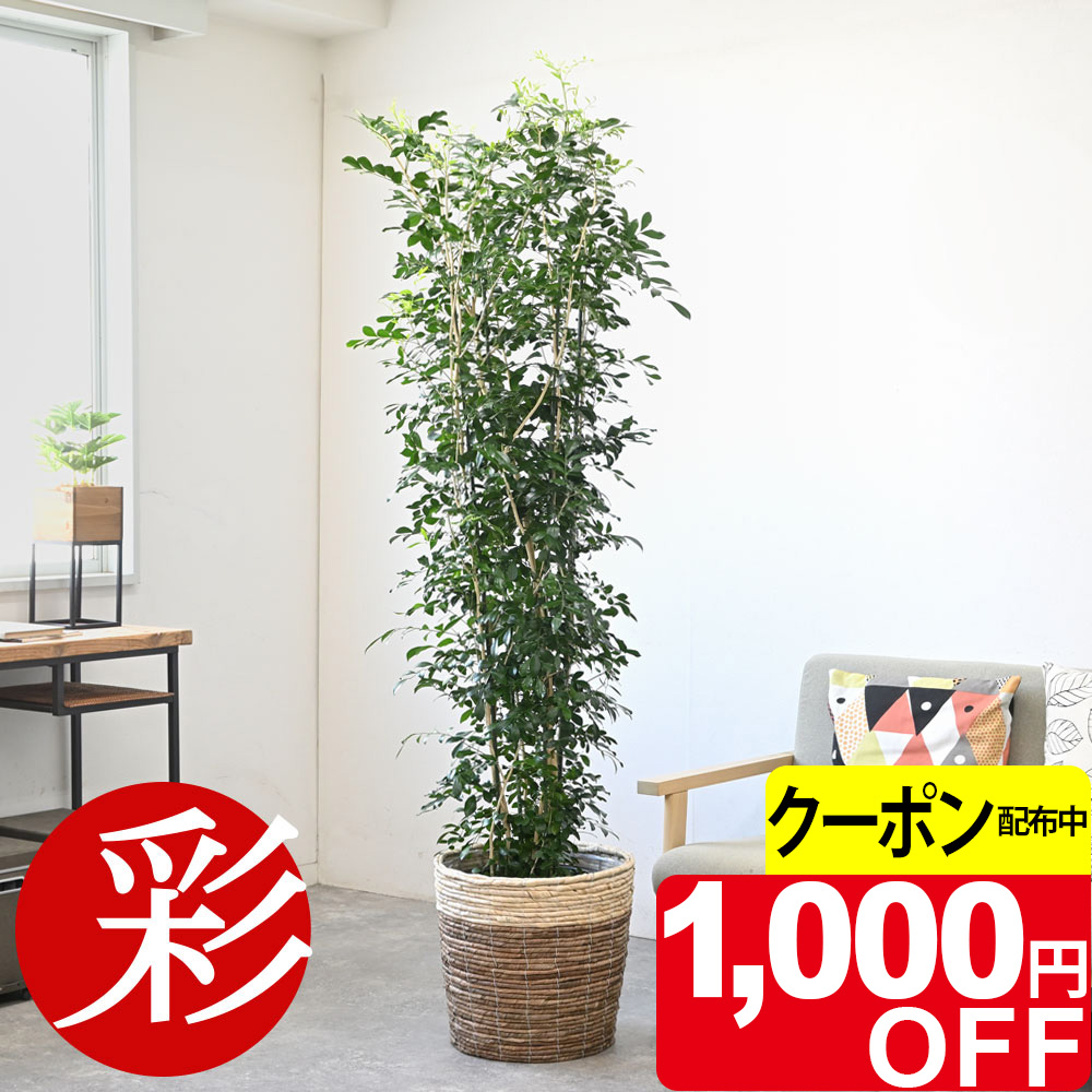 楽天市場】【12/28まで1,000円引クーポン配布中】観葉植物 シルク