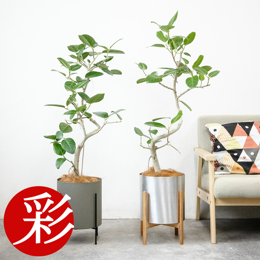 観葉植物 本物 フィカス・ベンガレンシス らせん樹形 7号鉢 アルミニウム/オリーブグリーン(フェルム)鉢カバー付き スタンド ベンガルボダイジュ インテリア アジアン おしゃれ フィカス属 オフィス お祝い プレゼント｜観葉植物の専門店 彩植健美