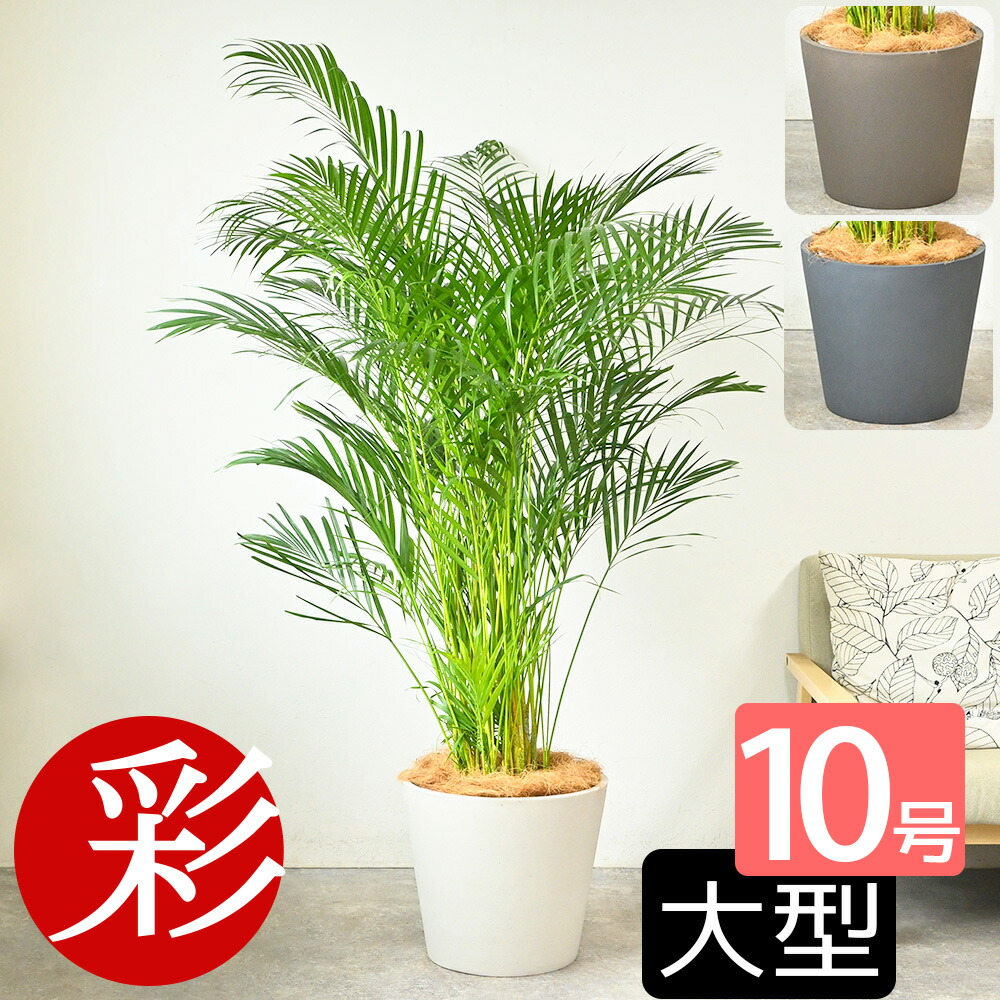 楽天市場】観葉植物 ユスラヤシ キングパーム 7号鉢 高さ約111cm 受皿