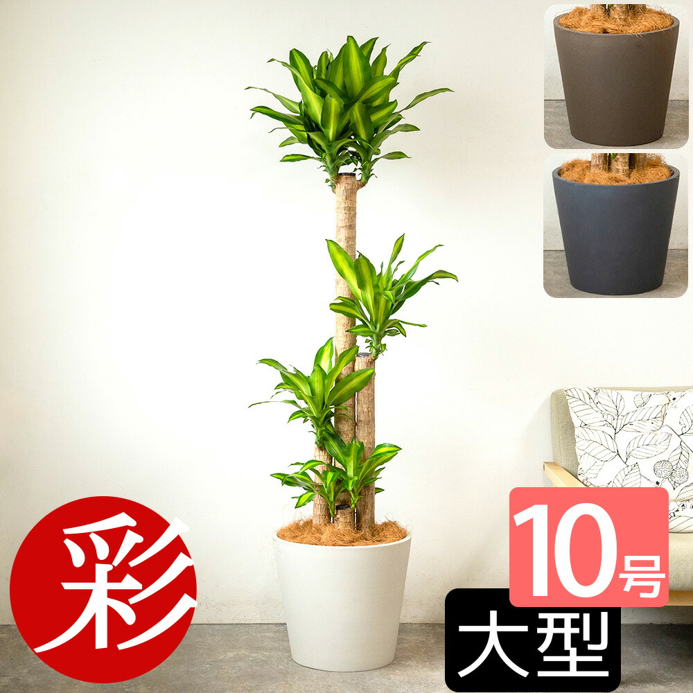継続期間押さえる！お得な引き換え証勝ちとるペイジ