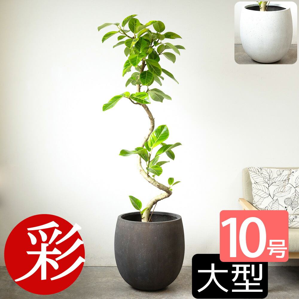 ❇︎フィカス☺︎アルテシマ朴仕立て7号プラ鉢付き❇︎ フィカス：アルテシマ（朴曲げ仕立て） 7号鉢植え の通販 | 園芸