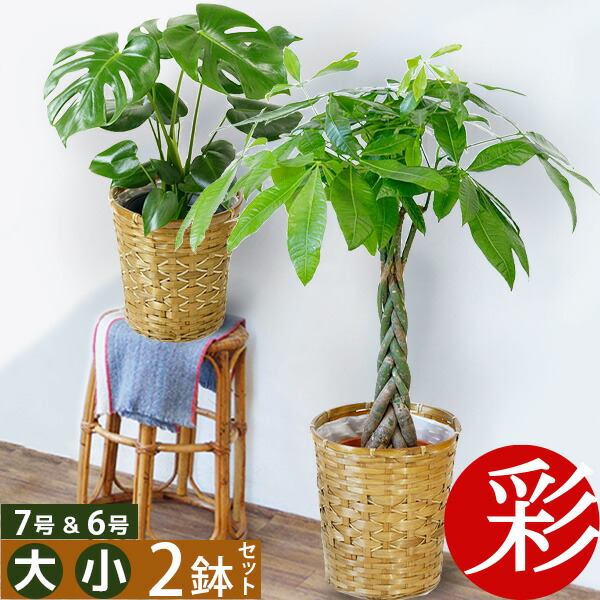 楽天市場】サンスベリア 観葉植物 サンスベリア 8号 2種類から選べる鉢