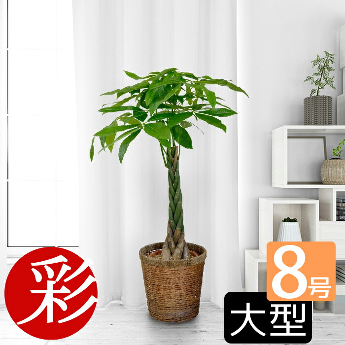 2640円 NEW ARRIVAL すっかり定番 三つ編み？五つ編み？パキラ8号鉢 観葉植物 インテリア 大型 開店祝い 移転祝い 新築祝い アジアン  室内 ギフト プレゼント