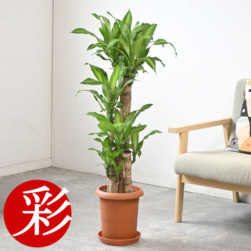 継続期間押さえる！お得な引き換え証勝ちとるペイジ